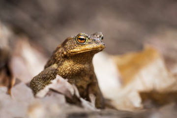 Bufo bufo. Expanded throughout Europe. Asia. Japan. Morocco and Algeria. In Tibet about 3000m. The wild nature of the Czech Republic. Spring nature. From Frog Life. Free nature. European nature. Frog 