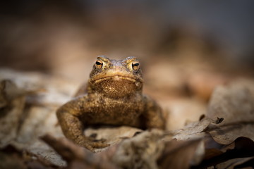 Bufo bufo. Expanded throughout Europe. Asia. Japan. Morocco and Algeria. In Tibet about 3000m. The wild nature of the Czech Republic. Spring nature. From Frog Life. Free nature. European nature. Frog 