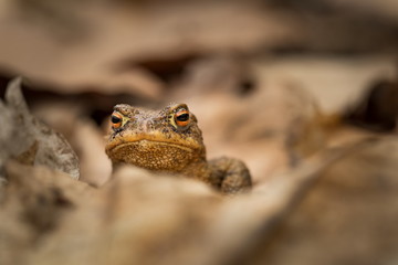 Bufo bufo. Expanded throughout Europe. Asia. Japan. Morocco and Algeria. In Tibet about 3000m. The wild nature of the Czech Republic. Spring nature. From Frog Life. Free nature. European nature. Frog 
