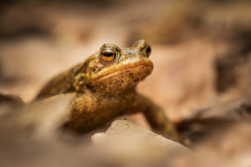 Bufo bufo. Expanded throughout Europe. Asia. Japan. Morocco and Algeria. In Tibet about 3000m. The wild nature of the Czech Republic. Spring nature. From Frog Life. Free nature. European nature. Frog 
