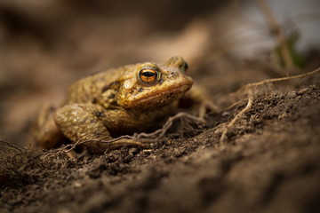 Bufo bufo. Expanded throughout Europe. Asia. Japan. Morocco and Algeria. In Tibet about 3000m. The wild nature of the Czech Republic. Spring nature. From Frog Life. Free nature. European nature. Frog 