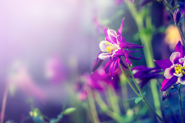 Fototapeta na wymiar Floral background with purple flowers