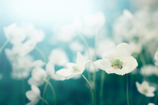 White flowers blossoming. Nature background