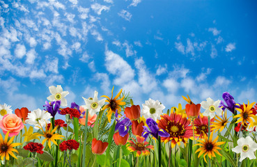 image of many beautiful flowers in a garden closeup