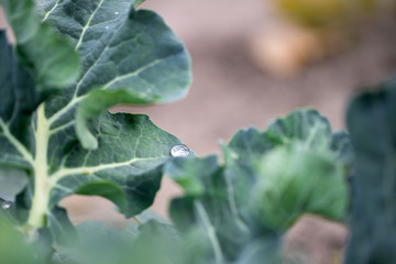 growing cabbage in field