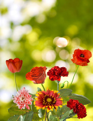 image of many beautiful flowers in a garden closeup