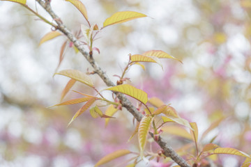Soft focus Giant tiger flowers leaves (Cherry blossom) on diffuse background in Springtime.