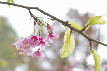 Soft focus Giant tiger flowers (Cherry blossom) on diffuse background in Springtime.