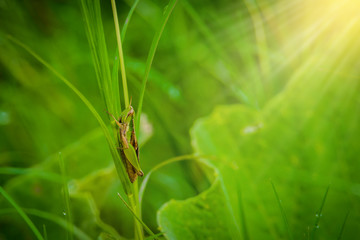 Grasshopper on the leaf of grass close up in the field