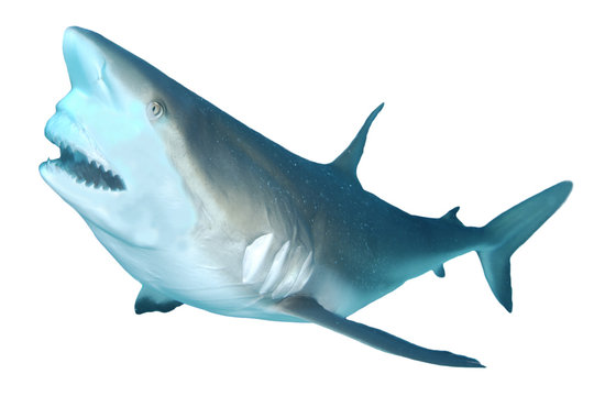 Shark attack. Caribbean Reef Shark isolated on white background