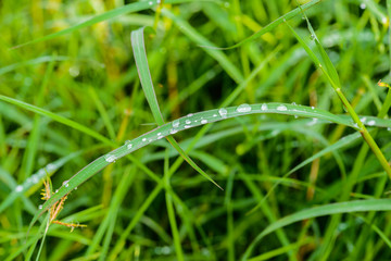 Dew on a grass in spring after rain. Drops of dew on a fresh green grass.
