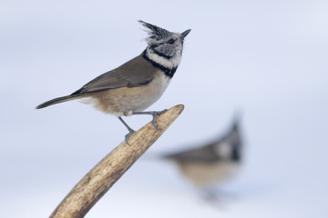 Crested tit on antler in winter