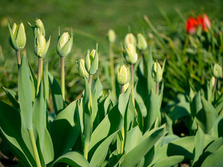 Green leaves and a bud tulip close-up.