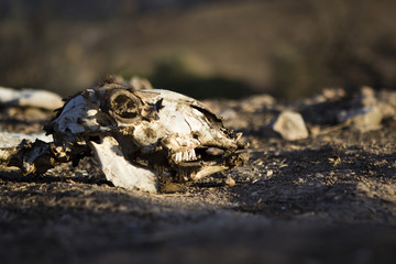 Animal skull on ground in grim light