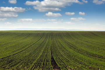 Fototapeta na wymiar green wheat field landscape spring season