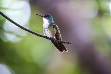Hummingbird