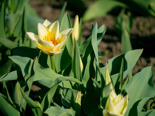 Obraz premium In the garden blooms beautiful yellow Tulip surrounded by buds of tulips.