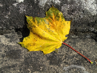 Ahornblatt im Herbst