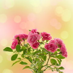 rosa rosenstrauss