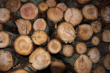 The Ends of logs in a stack following a logging operation