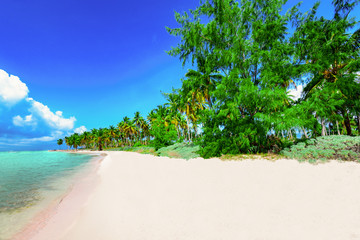 paradise tropical beach palm caribbean dominican