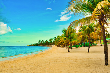 paradise tropical beach palm caribbean dominican