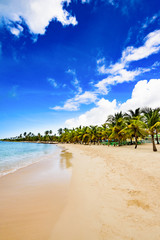 paradise tropical beach palm caribbean dominican