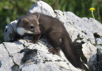 Steinmarder (Martes foina) - Beech marten