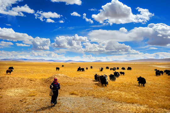 The scenery of Baingoin County in Tibet 