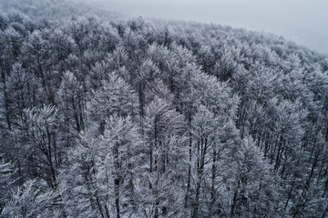 Aerial view of forest in the winter during the snowfall