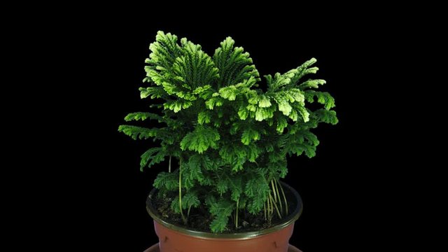Time-lapse of growing Selaginella (Spykemoss) plant plant 2x1 in PNG+ format with ALPHA transparency channel isolated on black background
