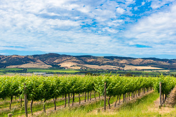 Beautiful landscape of vineyard and picturesque sky © Olga K