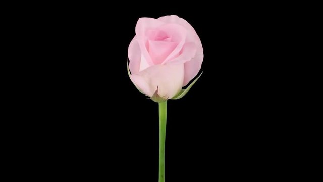 Time-lapse of opening pink Sweet Akito rose 2x1 in Animation codec with ALPHA transparency channel isolated on black background
