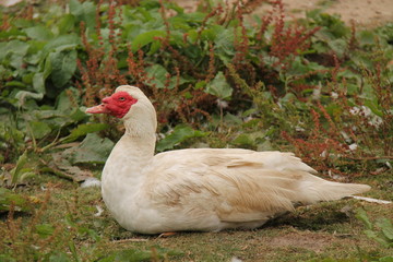 A Large Red Faced Muscovy Duck Animal.