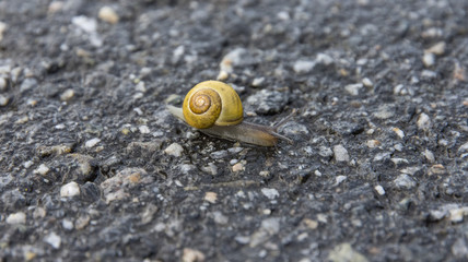 Schnecke - Strasse