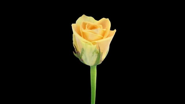 Time-lapse of opening yellow Prairie rose 2x5 in RGB + ALPHA matte format isolated on black background

