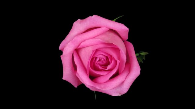 Time-lapse of opening pink rose 1x3 in RGB + ALPHA matte format isolated on black background
