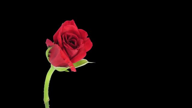 Time-lapse of opening red Pascha rose 3a3 in RGB + ALPHA matte format isolated on black background
