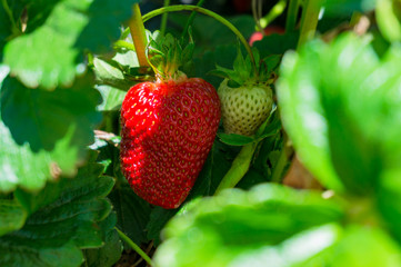 Red ripe strawberry surrounded by green leaves