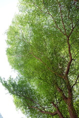 Green trees top with sky. The trees in forest Thailand. 
