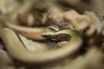 Fototapeta premium Anguis fragilis. Expanded throughout Europe. Not in Scandinavia. The wild nature of the Czech Republic. From the life of reptiles. Free nature. Spring. Photographed in the Czech Republic. Forest. Natu
