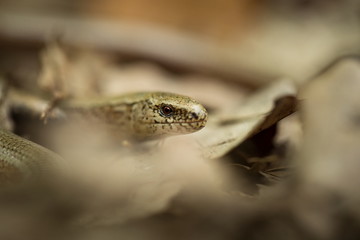 Anguis fragilis. Expanded throughout Europe. Not in Scandinavia. The wild nature of the Czech Republic. From the life of reptiles. Free nature. Spring. Photographed in the Czech Republic. Forest. Natu