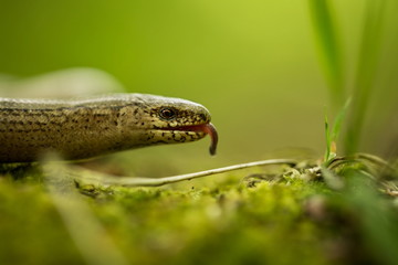 Anguis fragilis. Expanded throughout Europe. Not in Scandinavia. The wild nature of the Czech Republic. From the life of reptiles. Free nature. Spring. Photographed in the Czech Republic. Forest. Natu