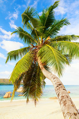Single palm tree over white sand beach and sea view of Seychelles