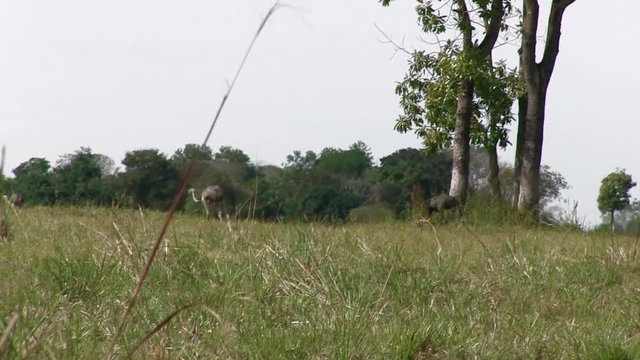 Animals of the Pantanal Biome. Greater Rhea, Marsh deer, Capybara and Jabiru. Images in the Pantanal Biome. Mato Grosso do Sul state, Central-Western - Brazil.  