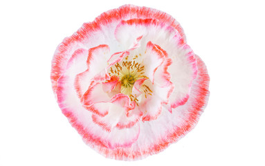 poppy flower isolated
