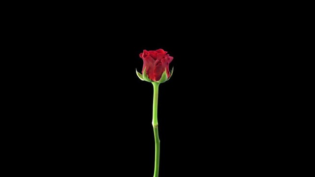 Time-lapse of opening red El Toro rose 3a3 in RGB + ALPHA matte format isolated on black background
