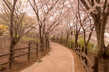 Cherry Blossoms, Ulsan, Korea