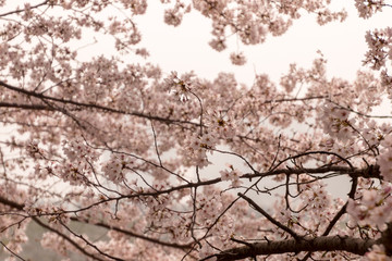 Cherry Blossoms, Ulsan, Korea