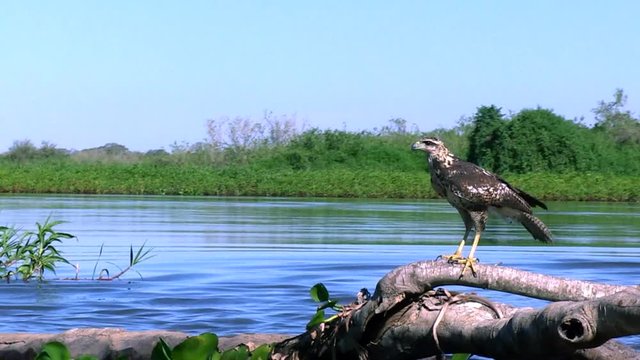 Savanna Hawk (Heterospizias meridionalis) on the tree branch in the middle of the river. Image in the Pantanal Biome. Mato Grosso do Sul state, Central-Western - Brazil.  